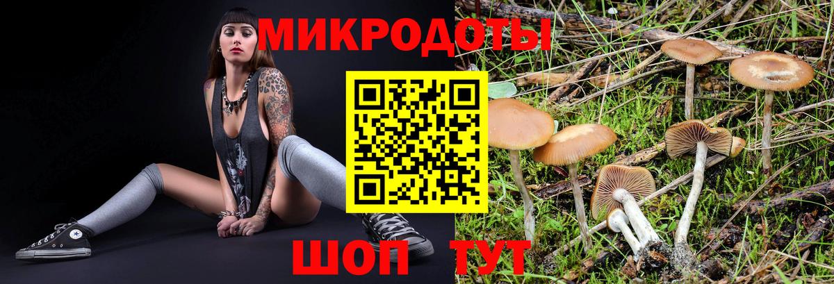 Псилоцибиновые грибы Psilocybe  Псилоцибиновые грибы Psilocybe  Вход с VPN  Котлас 